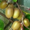 Kiwi Hayward (femelle) - Actinidia Deliciosa -Amarillis Boutique Actinidia Deliciosa Hayward femelle 781291 1
