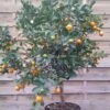 Calamondin - Citrus Madurensis (mitis) 2 Calamondin - Citrus Madurensis (mitis) -Amarillis Boutique Agrume Calamondin 79065 1