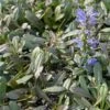 Ajuga Noble Nightingale - Bugle Rampante -Amarillis Boutique Ajuga Noble Nighlingale IF 17604 1
