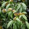 Amandier Nain Autofertile Fruit Me Almond Me - Prunus Dulcis 2 Amandier Nain Autofertile Fruit Me Almond Me - Prunus Dulcis -Amarillis Boutique Amandier nain autofertile Fruit me Almond me Prunus dulcis copyright 16221 1