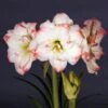 Amaryllis Amadeus Candy - Hippeastrum -Amarillis Boutique Amaryllis Amadeus Candy Hippeastrum 15922 1