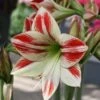 Amaryllis Ambiance* -Amarillis Boutique Amaryllis Ambiance 56970 1