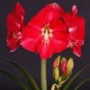 Amaryllis Candy Cream (Candy Queen) - Hippeastrum -Amarillis Boutique Amaryllis Candy Cream Candy Queen Hippeastrum IF 17548 1
