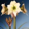 Amaryllis Lemon Cream - Hippeastrum -Amarillis Boutique Amaryllis Lemon Cream Hippeastrum IF 175510 1