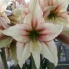 Amaryllis Magic Green -Amarillis Boutique Amaryllis Magic Green 56614 1