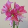 Amaryllis Neon 2 Amaryllis Neon -Amarillis Boutique Amaryllis Neon 87545 1