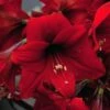 Amaryllis Rapido 2 Amaryllis Rapido -Amarillis Boutique Amaryllis Rapido 56972 1