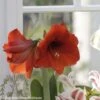Amaryllis Red Lion 2 Amaryllis Red Lion -Amarillis Boutique Amaryllis Red Lion 82354 1