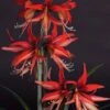 Amaryllis Sumatra - Hippeastrum Cybister -Amarillis Boutique Amaryllis Sumatra Hippeastrum 15931 1