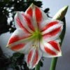 Amaryllis Clown -Amarillis Boutique Amaryllis Sydney LD Ting Chen 56976 1