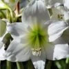 Amaryllis Pluriflore White Garden - Hippeastrum -Amarillis Boutique Amaryllis pluriflore White Garden Hippeastrum 15933 1