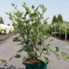 Aronia Melanocarpa Autumn Magic -Amarillis Boutique Aronia melanocarpa Autumn Magic NOBLE 83947 1