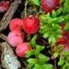 Canneberge Early Black - Vaccinium Macrocarpon - Cranberry -Amarillis Boutique Canneberge Early Black 78040 1