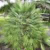 Chamaerops Humilis - Palmier Nain -Amarillis Boutique Chamaerops humilis 832532 1