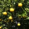 Citrus Ichangensis - Ichang Papeda -Amarillis Boutique Citrus ichangensis 83267 1