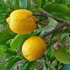 Cédratier - Citrus Medica
