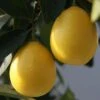 Limequat - Citrus X Floridana -Amarillis Boutique Citrus x floridana 87045 1 1