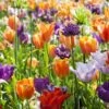 Collection Tulipes Orange-Violet -Amarillis Boutique Collection Tulipes Orange Violet 85528 1