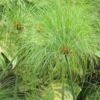 Cyperus Papyrus - Papyrus -Amarillis Boutique Cyperus papyrus 83287 1