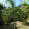 Dypsis Plumosa - Palmier Plumeux 1 Dypsis Plumosa - Palmier Plumeux -Amarillis Boutique Dypsis plumosa 89853 1