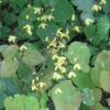 Epimedium Platypetalum, Fleur Des Elfe -Amarillis Boutique Epimedium platypetalum 8978 1