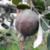 Feijoa Ou Acca Sellowiana Apollo - Goyavier Du Brésil -Amarillis Boutique Feijoa ou Acca sellowiana Apollo Goyavier du Bresil IF 180081 1