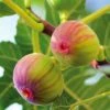 Figuier Firoma - Ficus Carica -Amarillis Boutique Figuier Firoma Ficus carica IF 178991 1