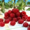 Framboisier Raspbeary (remontant) - Rubus Idaeus