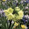 Fritillaria Raddeana - Couronne Impériale -Amarillis Boutique Fritillaire imperiale Raddeana 54587 1
