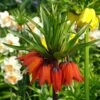 Fritillaire Imperialis Rubra - Couronne Impériale -Amarillis Boutique Fritillaria imperialis rubra LD James Steakley copyright 54503 2 1