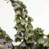 Fritillaria Persica Green Dreams - Fritillaire De Perse -Amarillis Boutique Fritillaria persica Green Dreams 15325 1