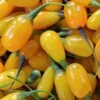 Goji Amber Sweet - Lycium Barbarum -Amarillis Boutique Goji Amber Sweet Lycium barbarum 84993 1