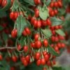 Goji Sweet Lifeberry - Lycium Barbarum -Amarillis Boutique Goji Sweet Lifeberr 78428 1