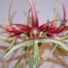 Amaryllis Chico 1 Amaryllis Chico -Amarillis Boutique Hippeastrum chico ld ukhviid 56969 1