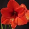 Amaryllis Orange Souvereign -Amarillis Boutique Hippeastrum orange souvereign ld ukhviid 56964 1