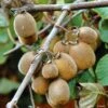 Kiwi Solissimo Bio - Actinidia Deliciosa -Amarillis Boutique Kiwi autofertile Solissimo IF 16414 1