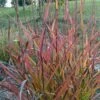 Miscanthus Sinensis Purple Fall® - Eulalie, Roseau De Chine -Amarillis Boutique Miscanthus sinensis Purple Fall 87981 1