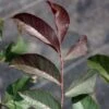 Noyer Commun Purpurea - Juglans Regia -Amarillis Boutique Noyer commun Purpurea Juglans regia V 1003791 1