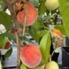Pêcher Nain Fruit Me Peach Me Red -Amarillis Boutique Pecher nain Fruit me Peach me Red IF 16269 1