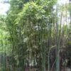 Phyllostachys Iridescens - Bambou Géant -Amarillis Boutique Phyllostachys iridescens 84911 1