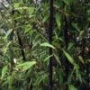 Bambou Noir - Phyllostachys Nigra -Amarillis Boutique Phyllostachys nigra ld Howard Dickins 9575 1