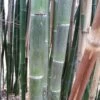 Phyllostachys Parvifolia - Bambou Géant -Amarillis Boutique Phyllostachys parvifolia 85246 3