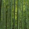 Phyllostachys Vivax MacClure (type) - Bambou Géant -Amarillis Boutique Phyllostachys vivax MacClure 85247 1