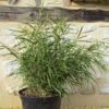 Pleioblastus Linearis - Bambou Moyen 2/3L -Amarillis Boutique Pleioblastus linearis 84921 1