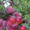 Pluot Pink Candy - Prunus Pluot -Amarillis Boutique PluotPink Candy 78217 1
