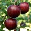Pluot Purple Candy - Prunus Pluot 2 Pluot Purple Candy - Prunus Pluot -Amarillis Boutique PluotPurple Candy 79221 1
