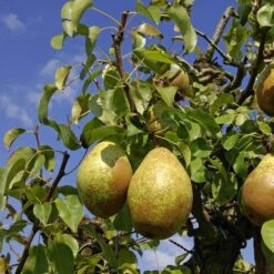 Poirier Comtesse De Paris - Georges Delbard