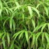 Bambou Métaké - Pseudosasa Japonica -Amarillis Boutique Pseudosasa japonica V helicongus 9576 1