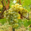 Vigne Chardonnay -Amarillis Boutique Vigne Chardonnay 78369 1