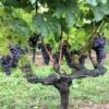 Vigne Merlot -Amarillis Boutique Vigne Merlot 78375 1